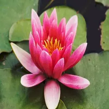 Arali Flowers arali_flowers 2-3457656-15675.webp